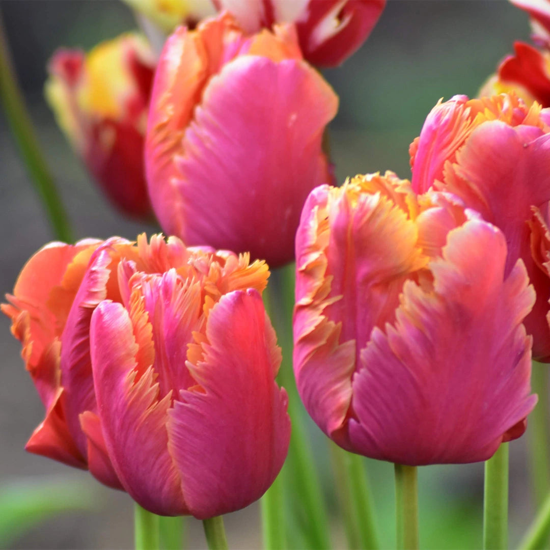 Amazing Parrot Tulip Seeds