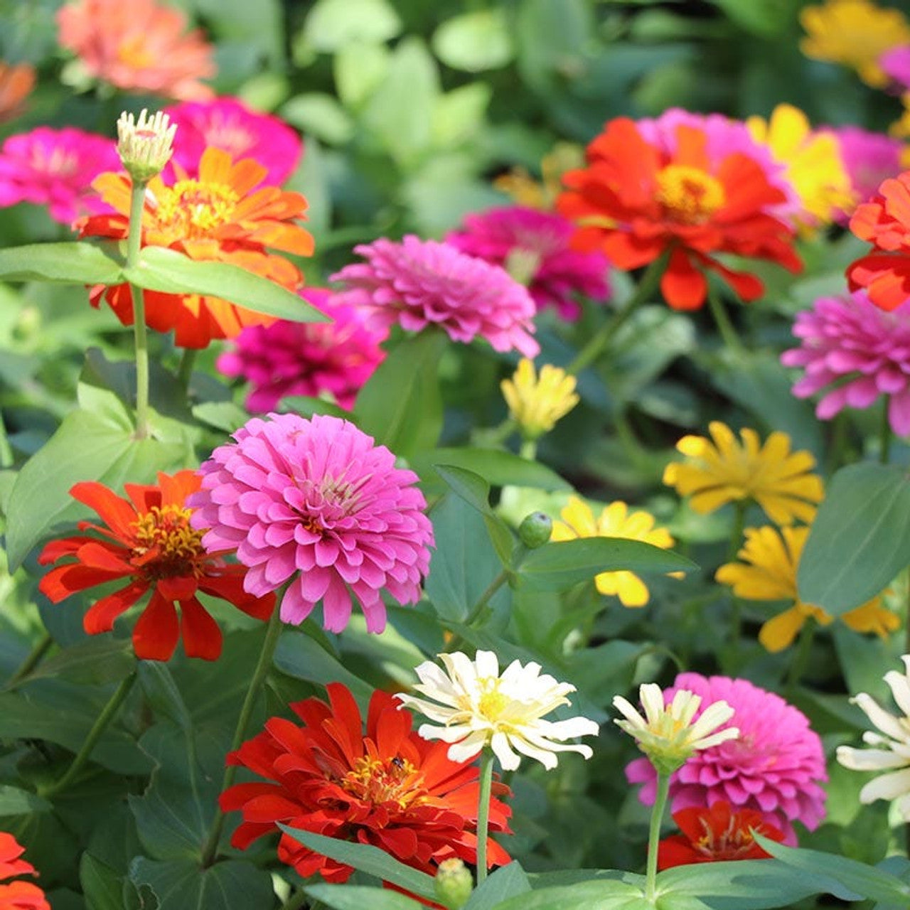 Zinnia Tall Mixed Color Seeds