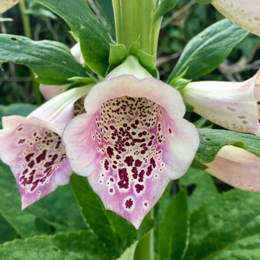 Camelot Lavender – Digitalis Seed