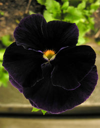 Black Blotch Flower Seeds