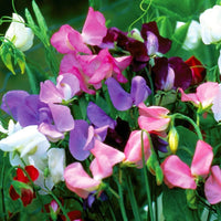 Sweet Pea Bonanza Mixed Color Flower Seeds