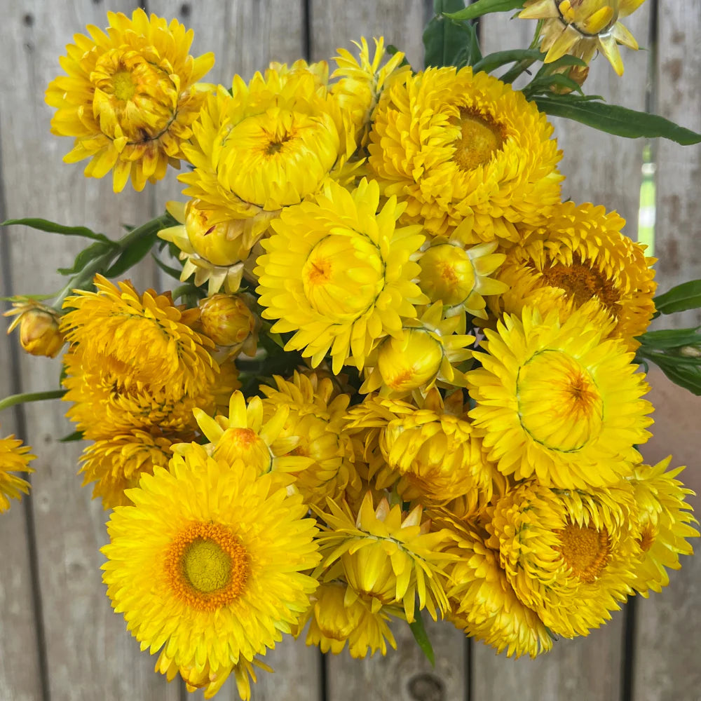 Golden Yellow – Strawflower Seed