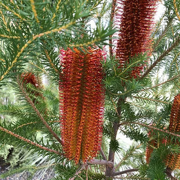 Banksia- Heath-Leaved