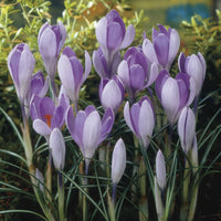 Vanguard Giant Crocus Seeds