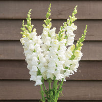 Avignon Ivory II – Snapdragon Seed