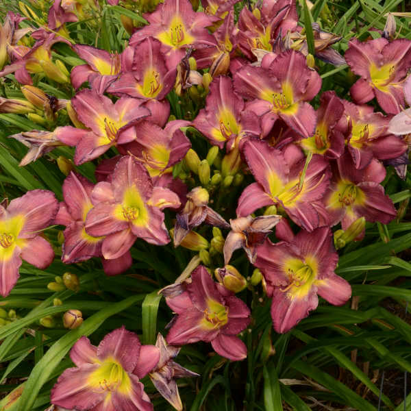 Garden Show Reblooming Daylily