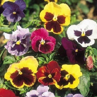 Set of 5 Exotic Pansy Flower Seeds