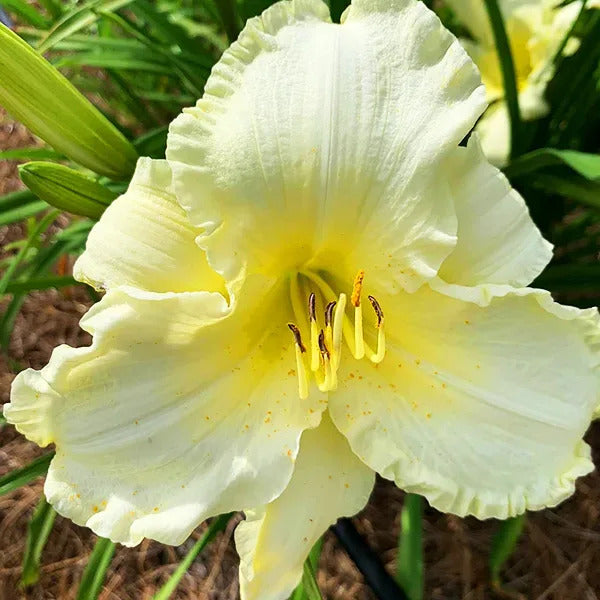 Sunday Gloves Reblooming Daylily