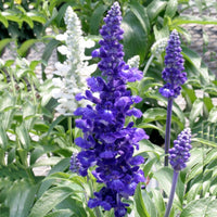 Salvia farinacea Blue Seeds