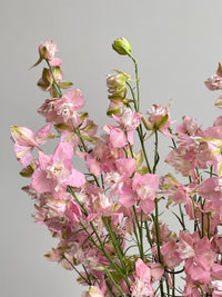 Galilee Pink Perfection – Organic Larkspur Seed