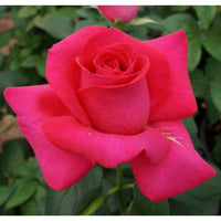 All My Loving Hybrid Tea Rose