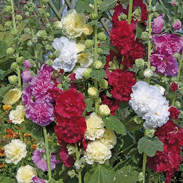 Double Hollyhock Collection