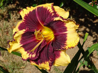 Tiger Blood Reblooming Daylily