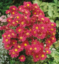 Crimson Brocade Michaelmas Daisy