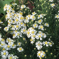 Snow Cushion Dwarf Aster