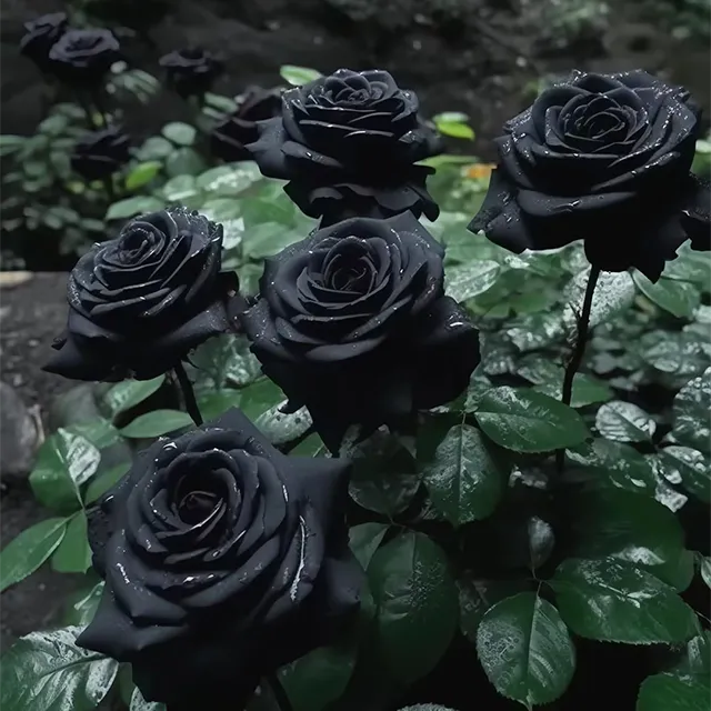 True Blood Black Rose Seeds