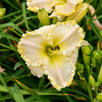 Marque Moon Reblooming Daylily