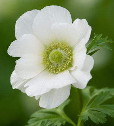 Anemone- De Caen White