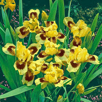 Ultimate Dwarf Bearded Iris