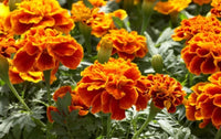 French Marigold Patula Tagetes Flower Garden Plant Seed