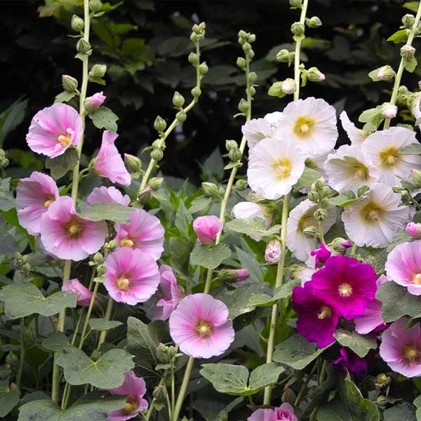 Hollyhock Mixed Color Seeds