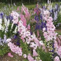 Johnny’s Sublime Mix – Larkspur Seed