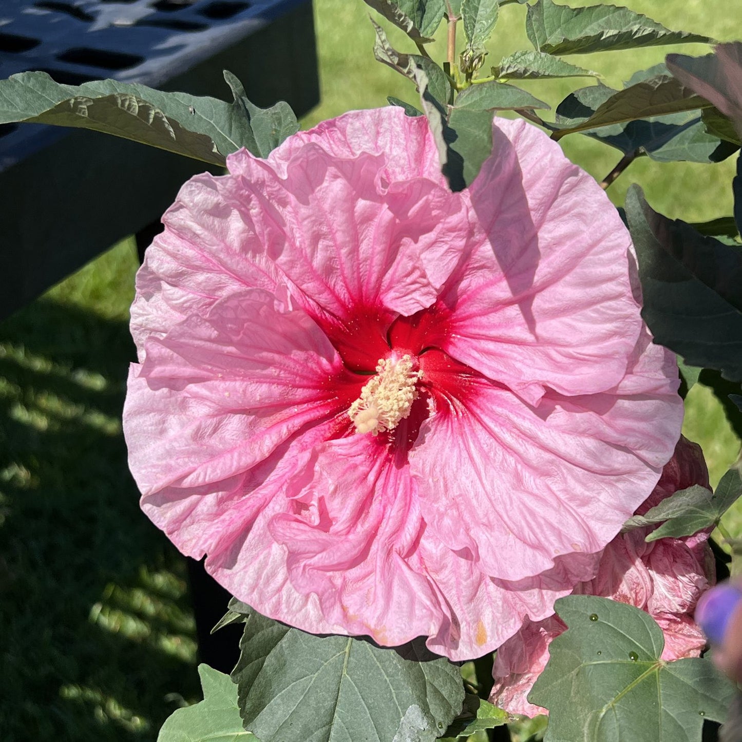 All Eyes On Me Hibiscus