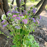 Timeless Mix – Ageratum Seed