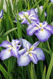 Carrot Cake Dinner Plate Japanese Iris