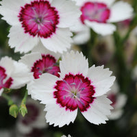 Dianthus Chinensis Flower Seeds