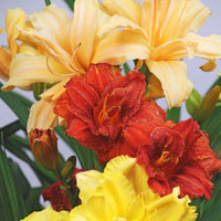 Double Daylily Mixture