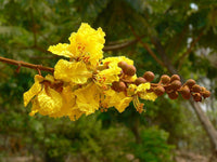 Peltophorum Ferrugineum Seeds