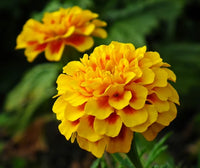 Set of 13 Magical Marigold Flower Seeds, Bright and Cheerful Marigold Blooms Seeds