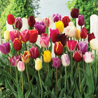 2 Months of Spring Carnival Tulip Mixture Seeds