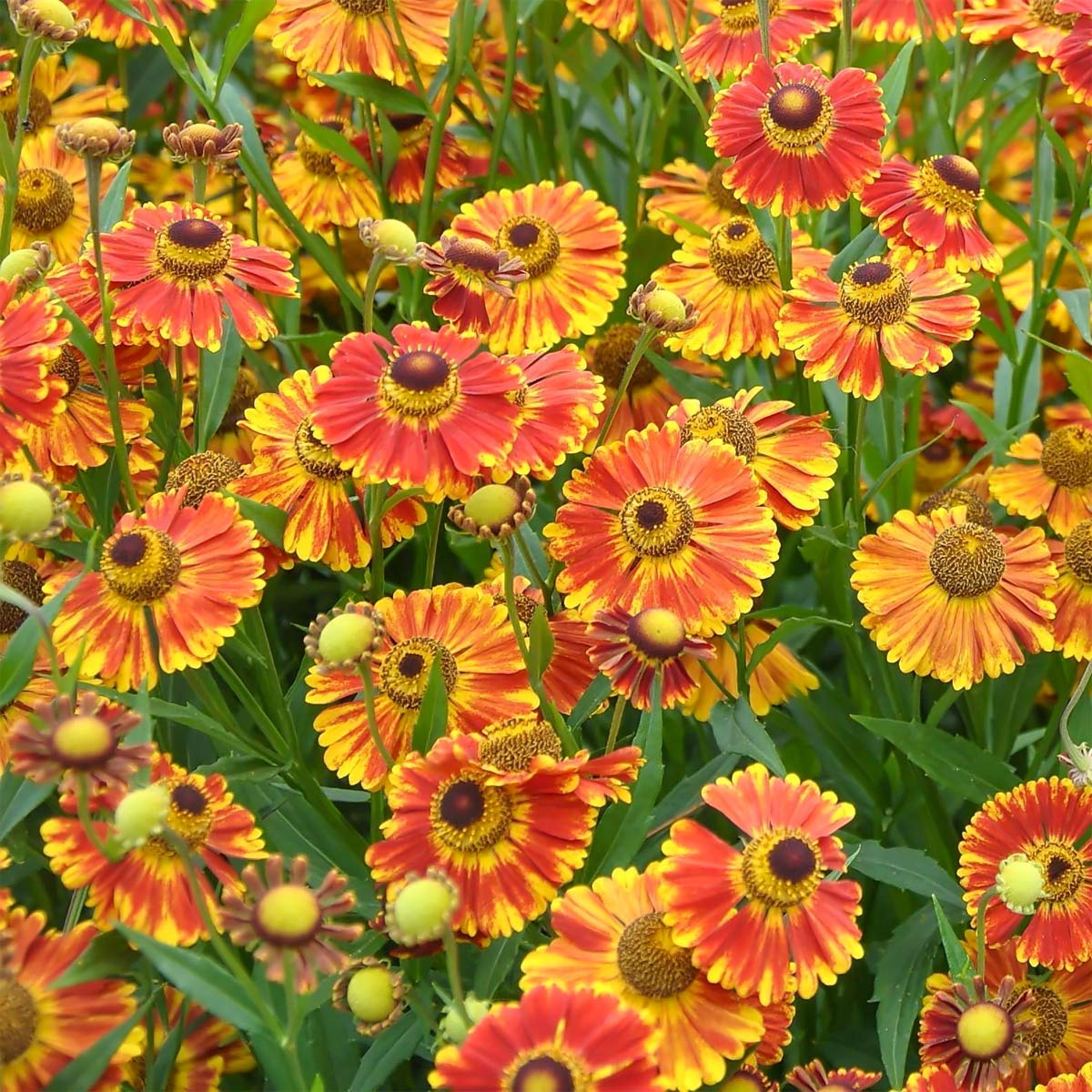 Fuego Helenium