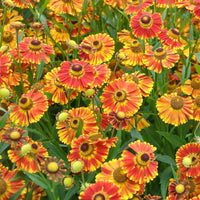 Fuego Helenium