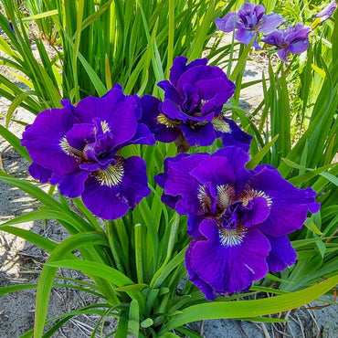 Kaboom Double-Flowered Siberian Iris