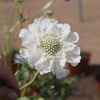 Fama White – Scabiosa Seed