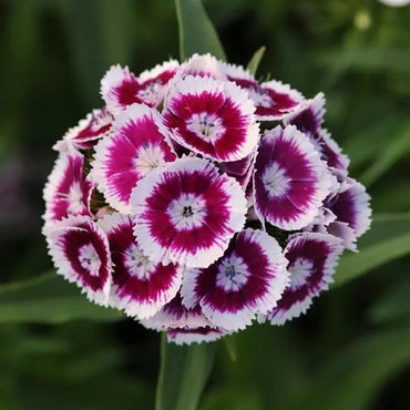 Sweet Purple/White Dianthus