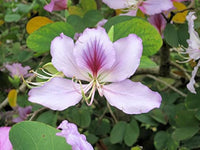 Bauhinia Variegated Seeds