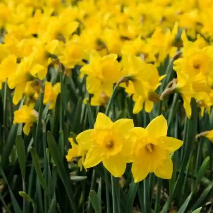 Yellow Parrot Daffodil Seeds