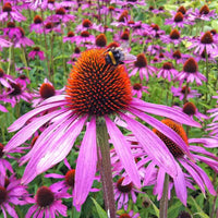 Purple Coneflower Super Sak