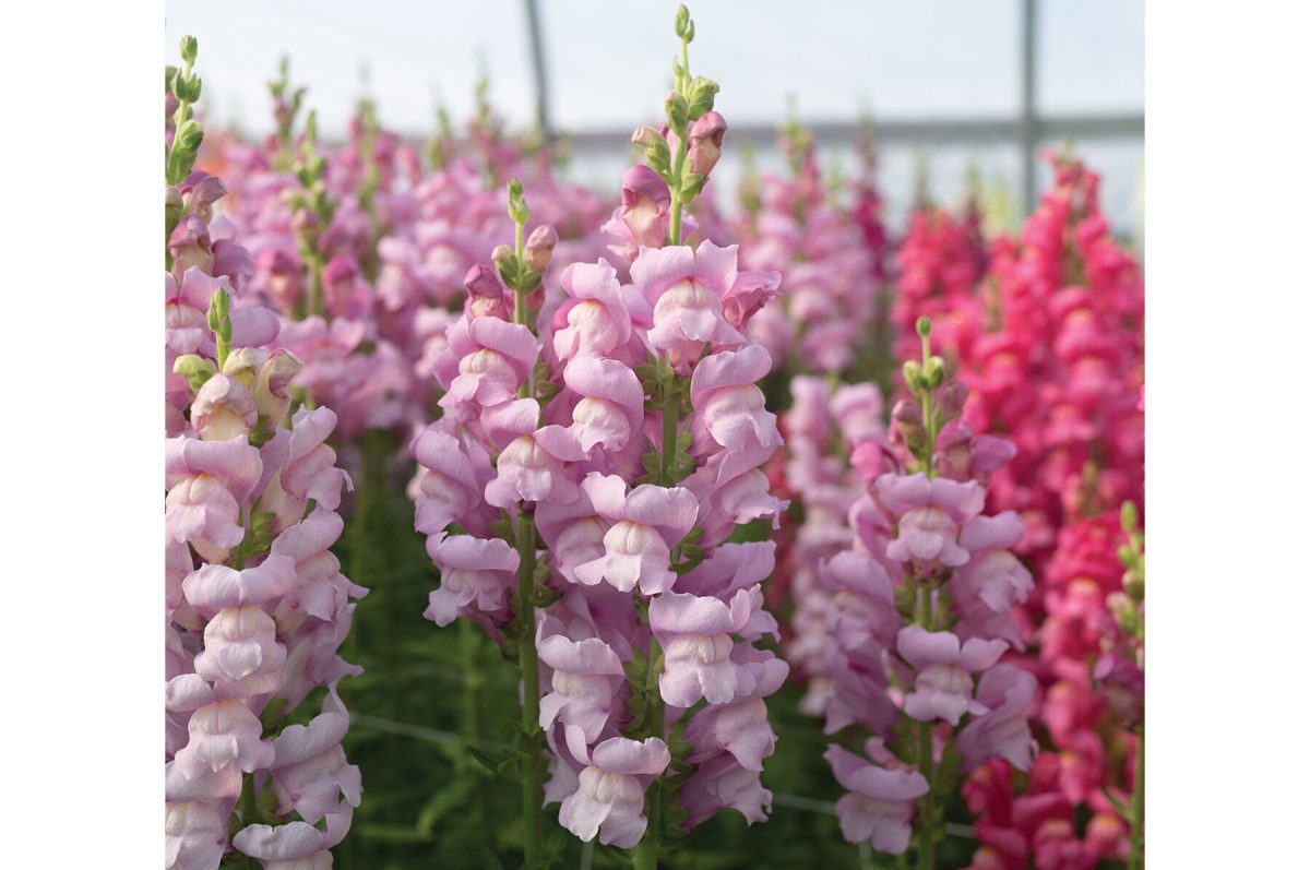 Maryland Lavender I-II – Snapdragon Seed