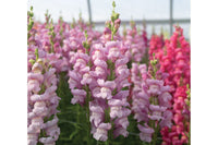 Maryland Lavender I-II – Snapdragon Seed