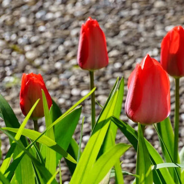 Apeldoorn Perennial Tulip Seeds