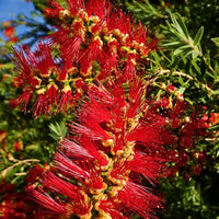 Callistemon Citrinus Bottle Brush Seeds