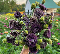 Rosanne Deep Brown Lisianthus