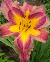 Daylily Lovers Blend