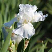 Immortality Reblooming Bearded Iris