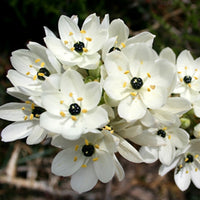 Black Pearl Lily